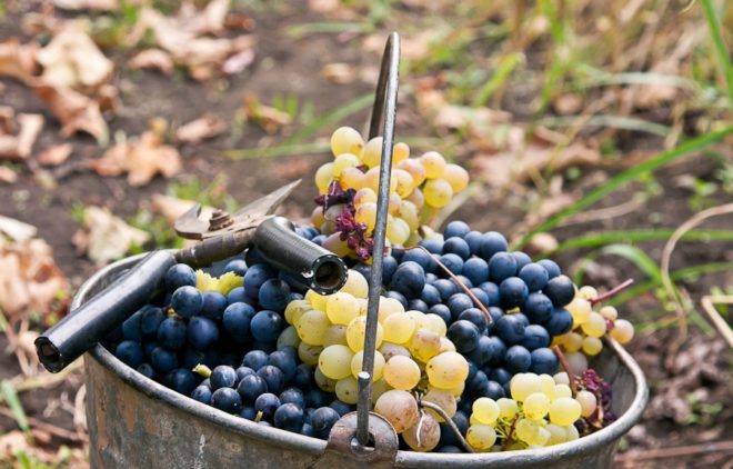 Виноград в Венгрии начали культивировать еще в 276 году