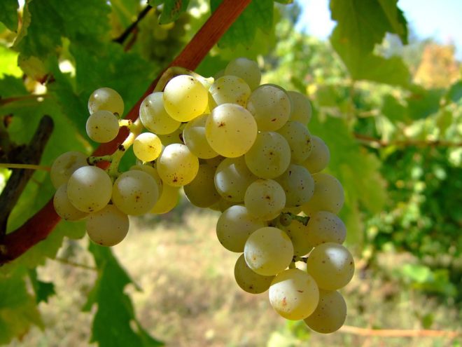 Для приготовления вин используют виноград специальных технических сортов