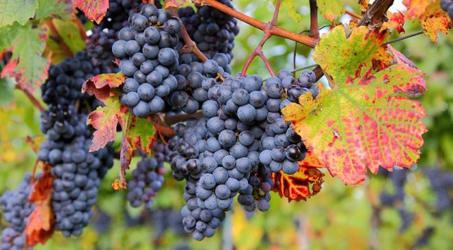 Виноград, как и любое другое растение, подвергается многочисленным угрозам