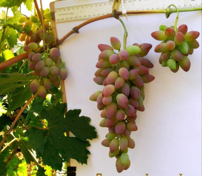 В наши дни выращивание винограда считается древней культурой