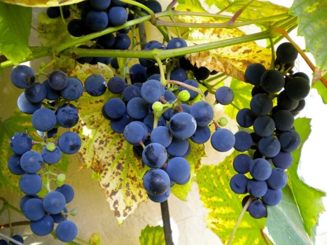Желание иметь красивый и ухоженный виноград возникает у многих садоводов