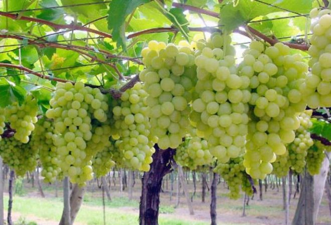 Выбирать виноградную лозу нужно не только по высоким показателям урожайности