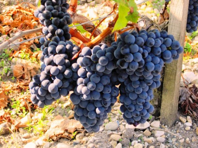 Свое название виноград Мерло получил благодаря схожести по цвету с птицей дрозд