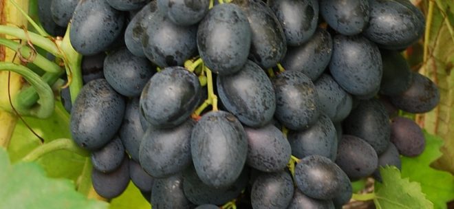 Виноград Фурор – не только новый сорт, но и виноград, который оправдывает свое название