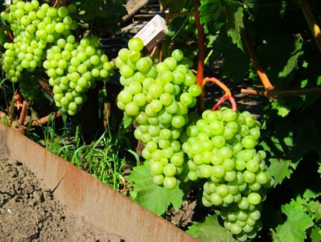 Одним из ранних и урожайных видов является виноград Шасла