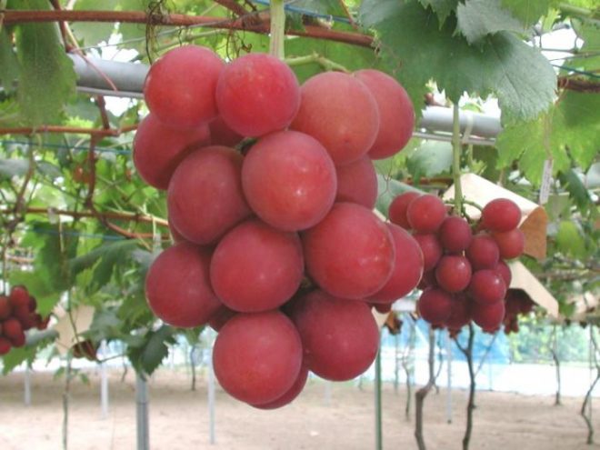 Столовый виноград София отличают величина грозди, красота и наполненность кисти