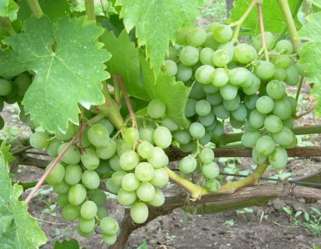 Сорт винограда Элегант идеально подходит для новичков