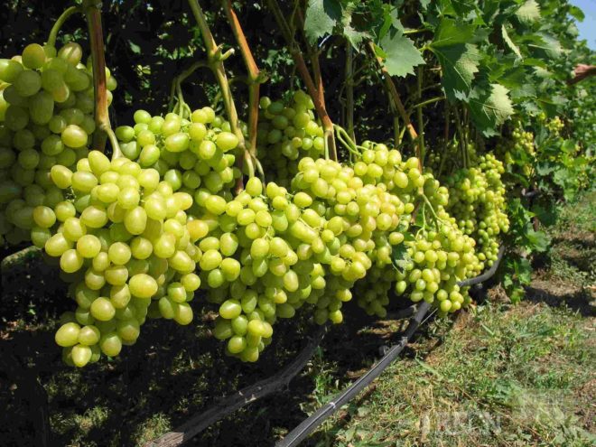 Виноградные кусты в процессе роста и развития поглощают не только полезные для увеличения урожая углекислый газ и воду