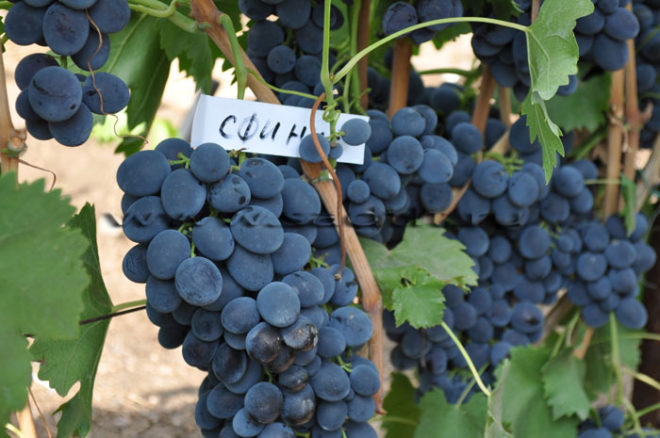 Выращивание винограда не только увлекательно, но и полезно