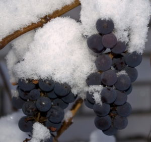 Получение хороших сортов винограда возможно и в холодной бескрайней Сибири