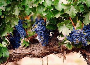 Азот обеспечивает рост виноградного куста