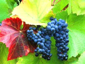 Соблюдение правил поможет вырастить красивый виноград