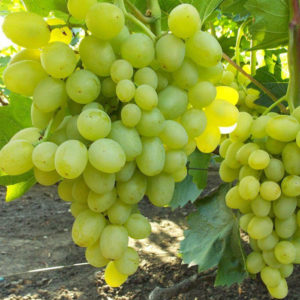 Еще недавно культивирование винограда в холодных регионах России было невозможно