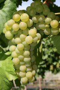Морозоустойчивость сорта винограда Шасла средняя