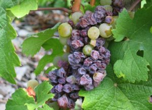 Причиной засыхания гроздьев виноградной лозы могут послужить различные заболевания и вредители