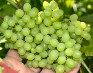 Существует много сортов винограда, устойчивых к холодам