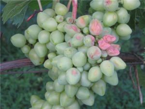 Ягоды винограда с тонкой кожицей подвержены такой болезни, как кислотная гниль
