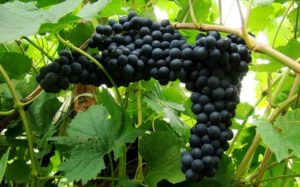 Благодаря современным методикам селекции виноградари располагают большим выбором растений для культивирования на Севере
