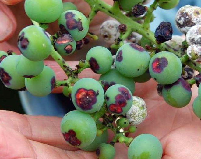 Антракоз винограда отличается заметными визуальными признаками