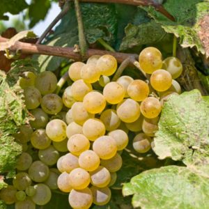 Технические особенности Алиготе позволяют отнести его к ранне-среднему сорту винограда
