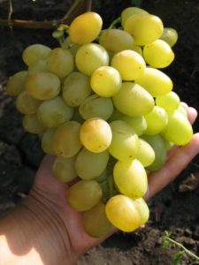 Сроки созревания Цитрина совсем небольшие для столового виноградного сорта