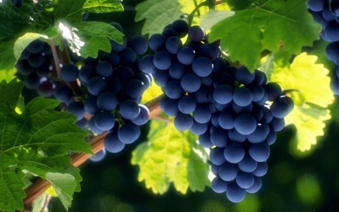 Ярко-насыщенные виноградные грозди менее поддаются растрескиванию
