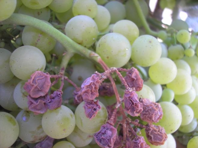 Напасть под названием милдью часто является причиной, почему засыхают виноградные гроздья