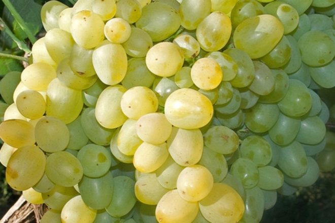 Виноград отличается высокой сопротивляемостью грибковым и другим болезням