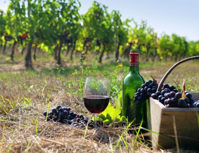 Из плодов Мукузани получается отличное сухое вино