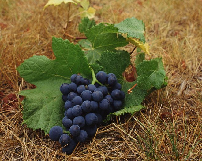 Внекорневая подкормка усиливает рост винограда и повышает урожайность