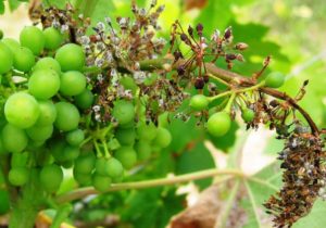 Милдью - самое распространённое заболевание винограда открытого грунта