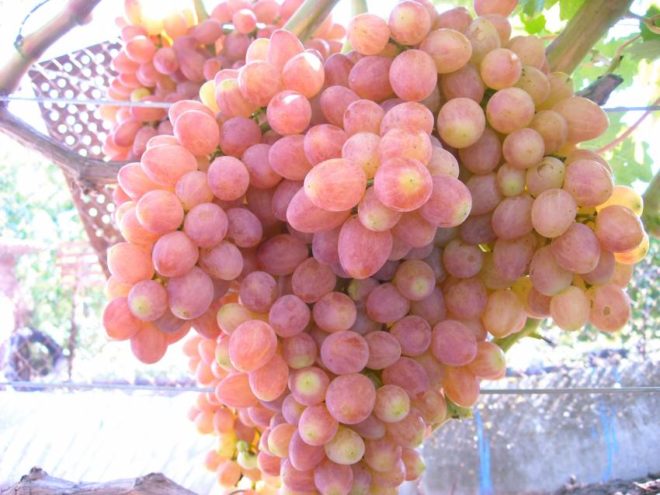 Селекционеры создают все новые и новые гибридные сорта винограда