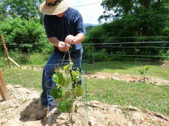 Уход за виноградной лозой - обязательное условие для правильного роста и отличного урожая