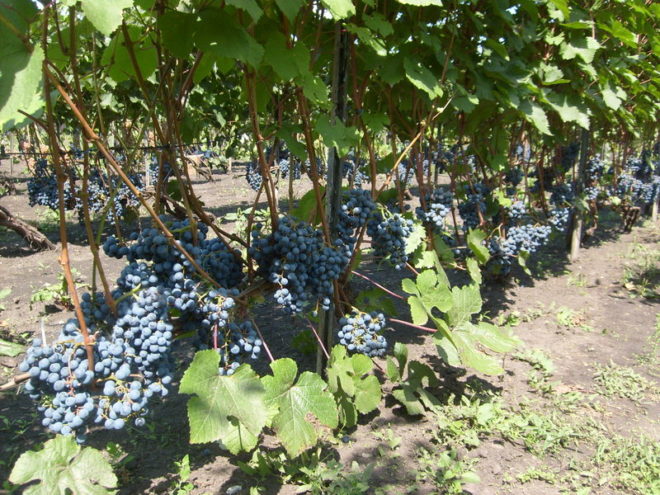 При выборе сортовой разновидности виноградари и селекционеры советуют обращать внимание на период созревания, окрас ягод и тип применения