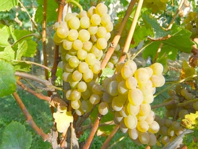 Труд, позволяющий вывести хороший сорт винограда - длительный, но весьма эффективный