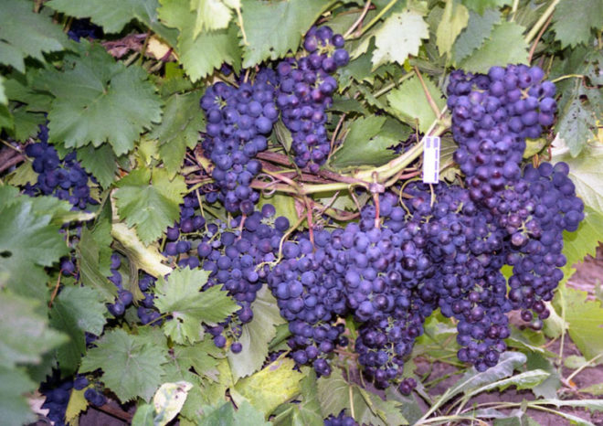 Виноград неприхотлив, однако, может одичать и не плодоносить