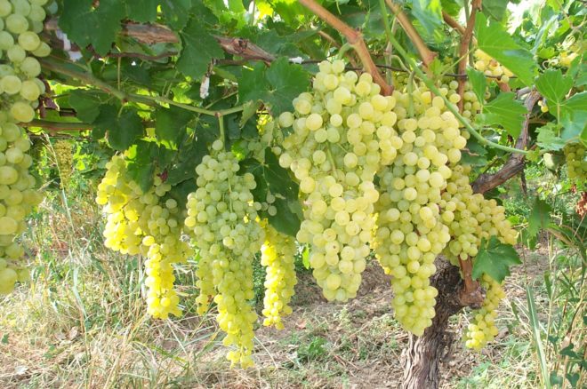Разве не фантастикой можно было назвать виноградные шпалеры в регионе Алтая
