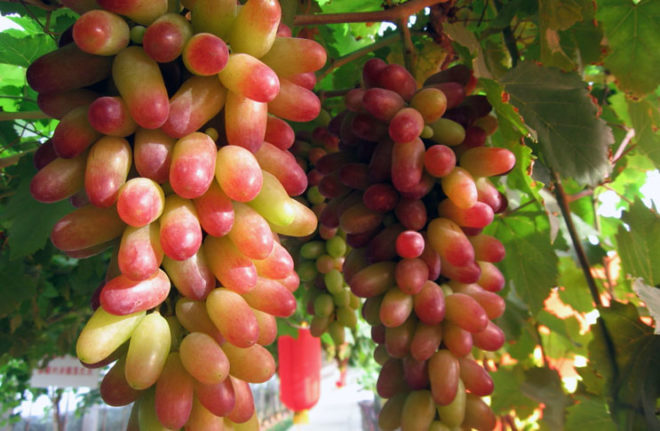 Сорт Голд Фигнер, имеет прекрасного вкуса ягодки экзотической формы