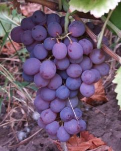 Набравшись опыта в выращивании неприхотливых видов, вы сможете со временем расширить виноградник