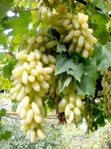 В Средней Азии виноград этого сорта можно встретить практически везде