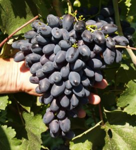 Виноград экспресс обладает хорошими свойствами для приспособления к погодным и климатическим условиям