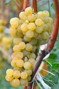 Сортовой виноград Цитронный Магарача является сложным многоступенчатым гибридом