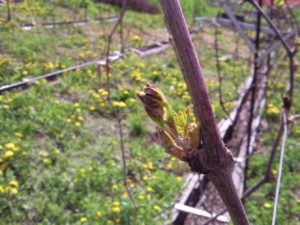 Весной виноград пробуждается, начинает функционирование