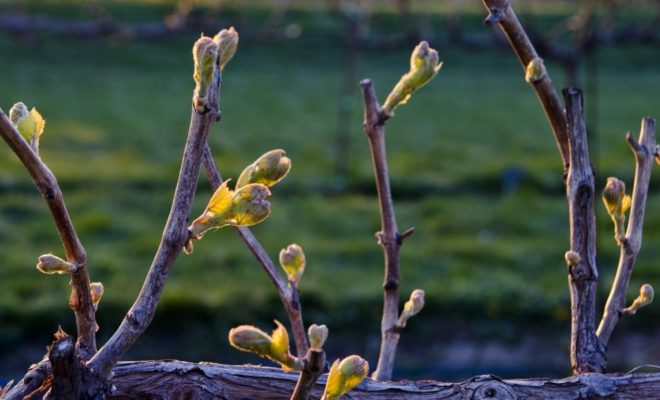 Главная задача пасынковой почки – развивать и восстанавливать поврежденные части виноградного куста