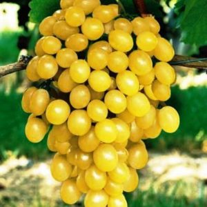 Саженцы винограда сильные, черенок хорошо приживающийся