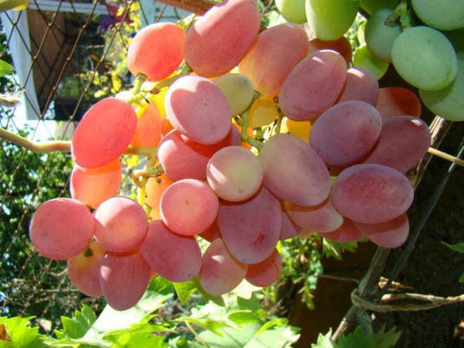 Сорт винограда Сенсация по праву можно называть одним из наиболее востребованных и популярных культур