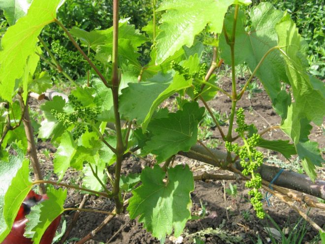 В начале лета активизируется рост винограда