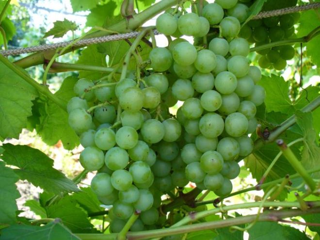 Виноград Алтай в свежем виде – огромный запас пектинов