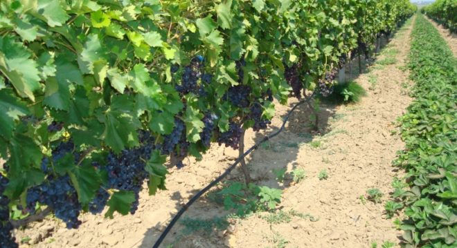 Во время роста и плодоношения виноград забирает из земли питательные вещества