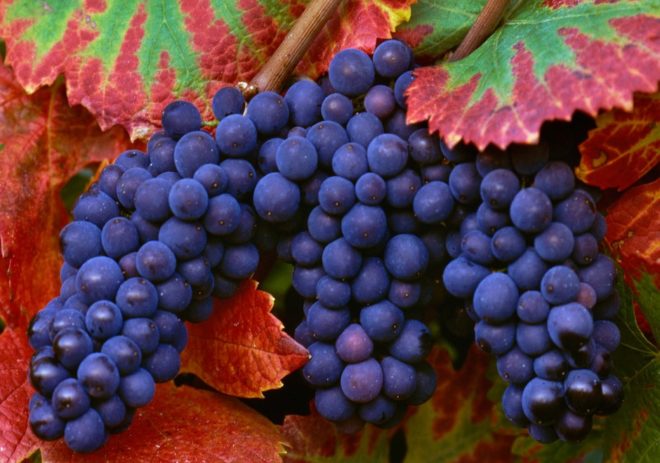 Молдова - один из лучших селекционных виноградов